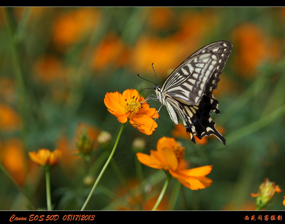彩蝶2.jpg