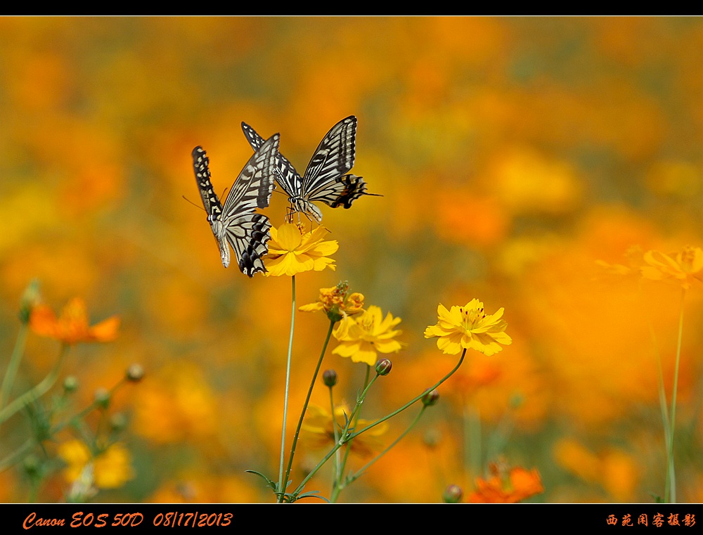彩蝶9.jpg