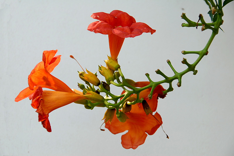 凌霄花 (5).jpg