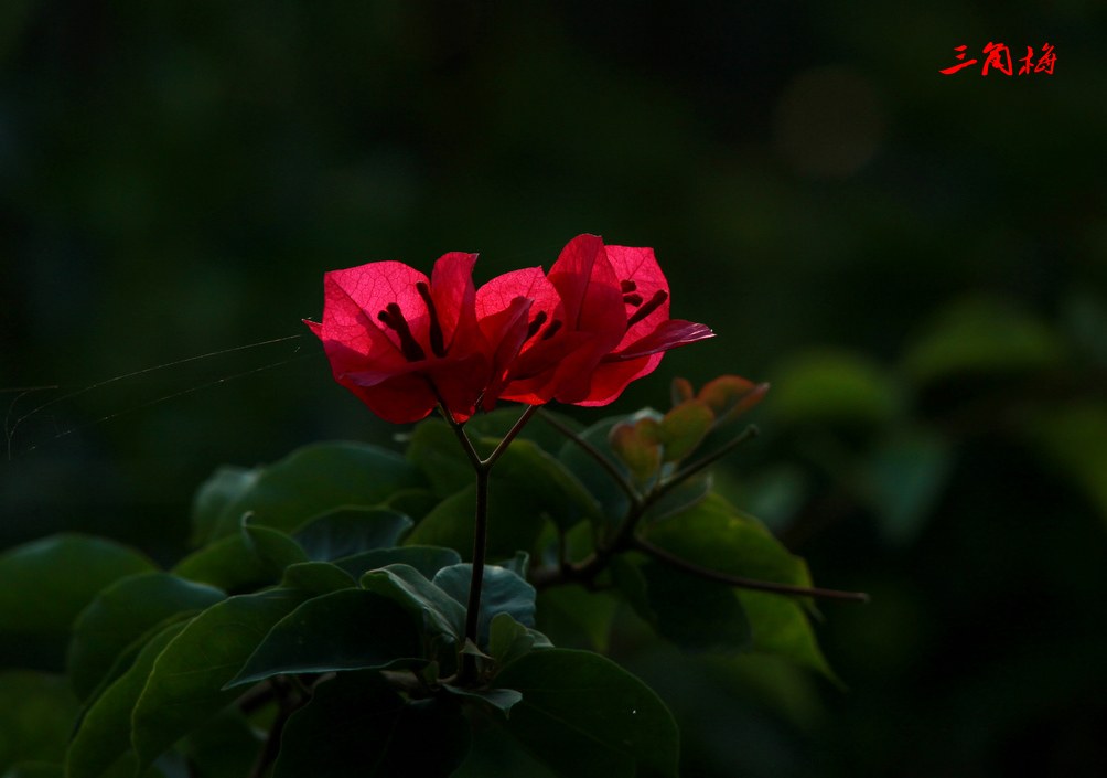 TAIYANG 024BA_conew1.jpg