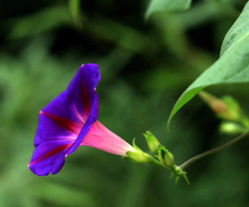牵牛花1.jpg