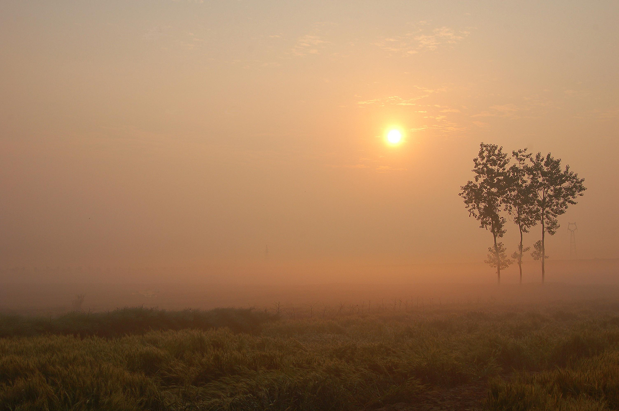 三棵树.再发 (3).jpg