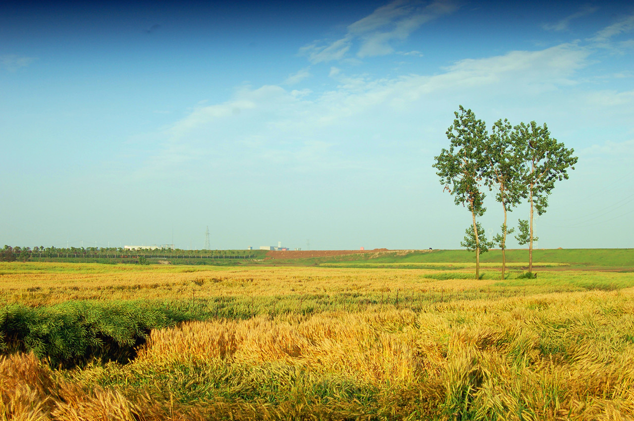 三棵树.再发 (5).jpg