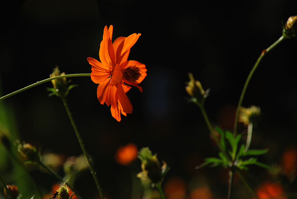 DSC_0196.JPG
