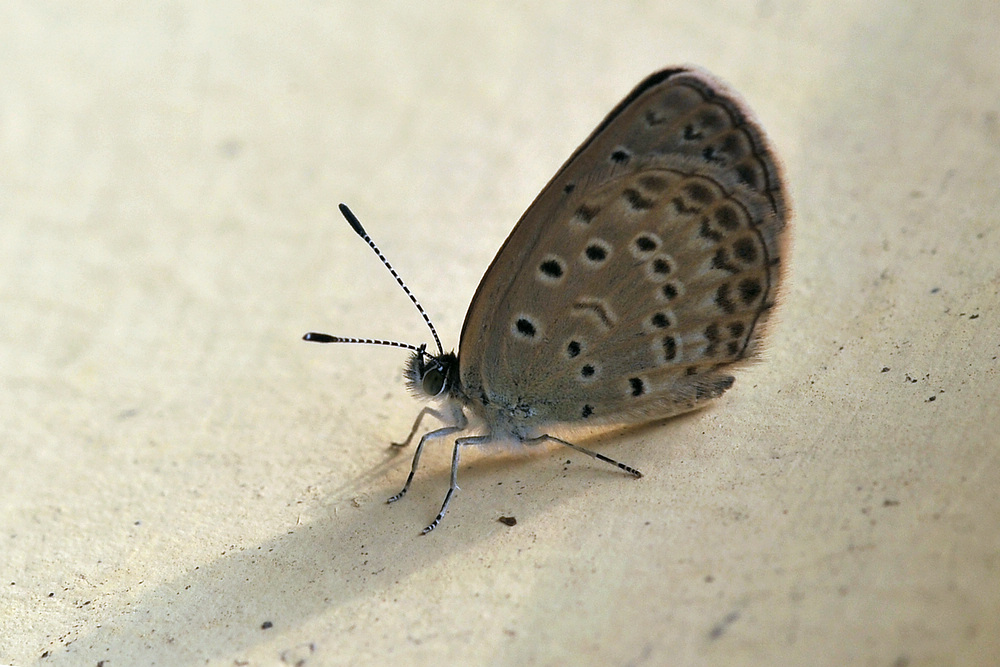 GTN_9404.jpg