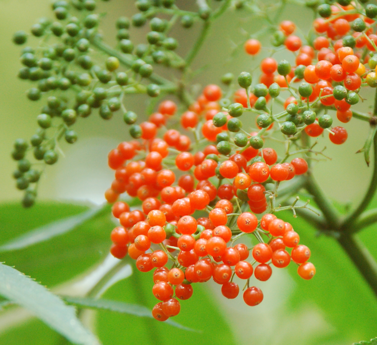 什么瓜·什么果 (3).jpg