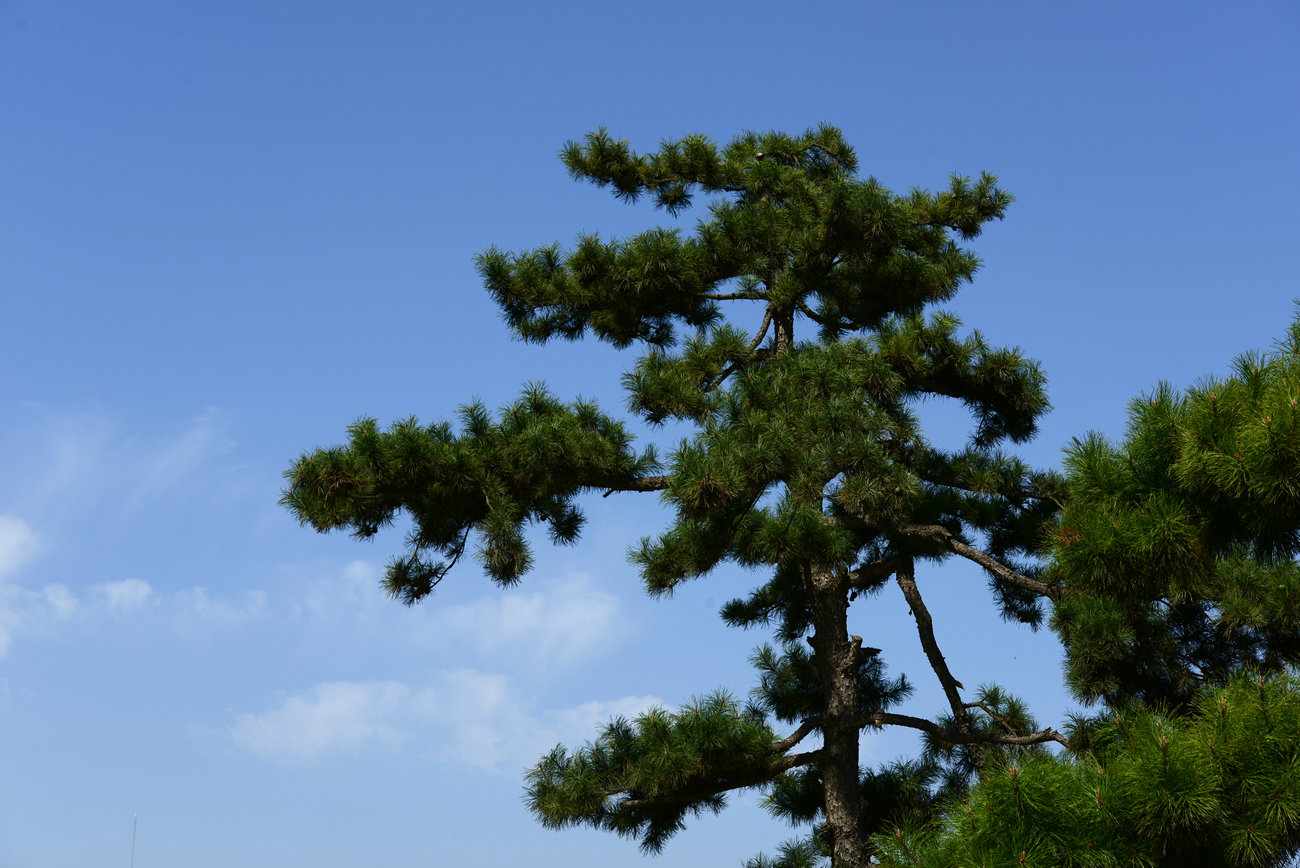 DSC_1697.JPG