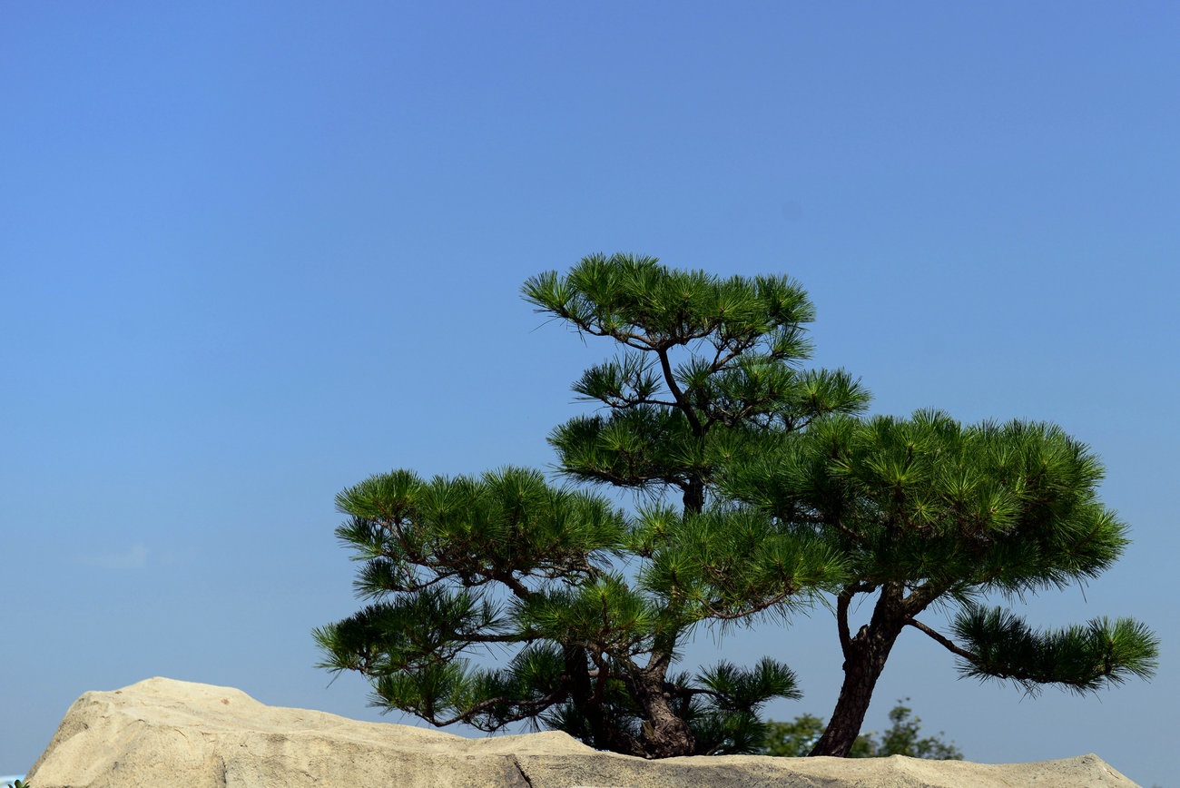 DSC_1787_副本.JPG