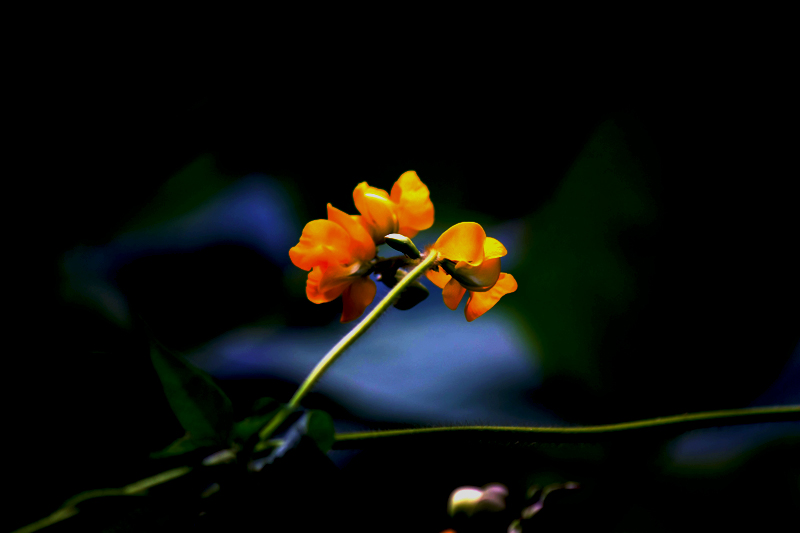 G_4723.jpg