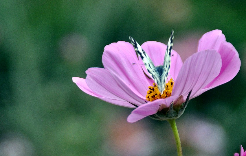 DSC_0008_conew1.jpg