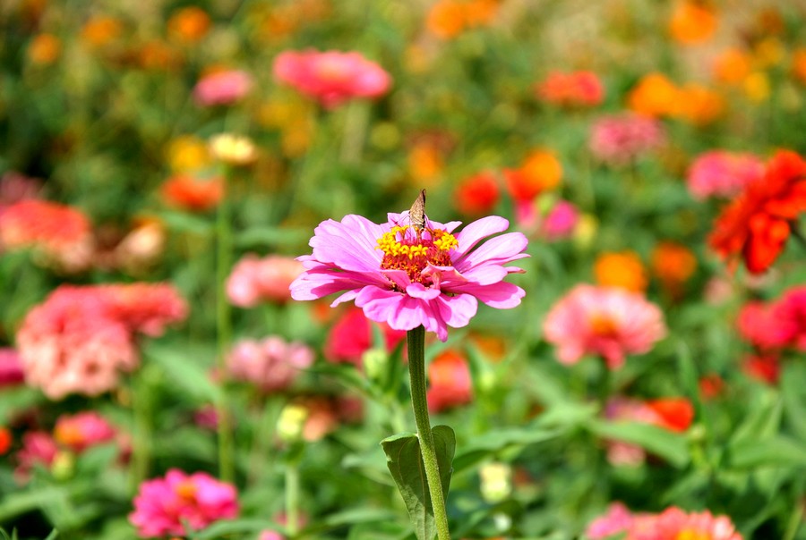 DSC_3277.jpg