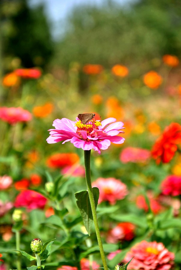 DSC_3275.jpg