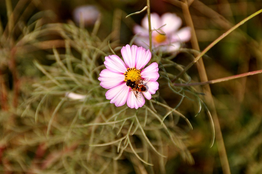 DSC_0021_conew1.jpg