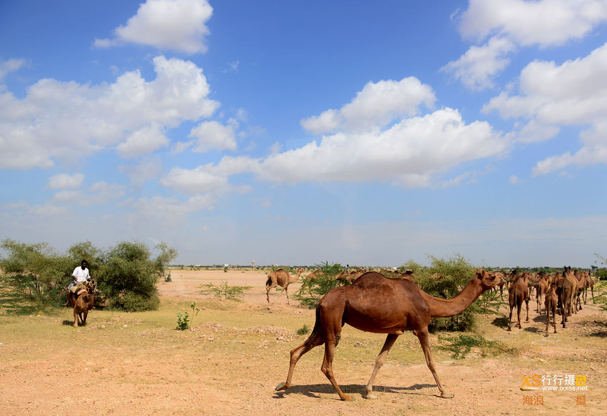 去杰伊瑟梅尔路上的骆驼群.jpg