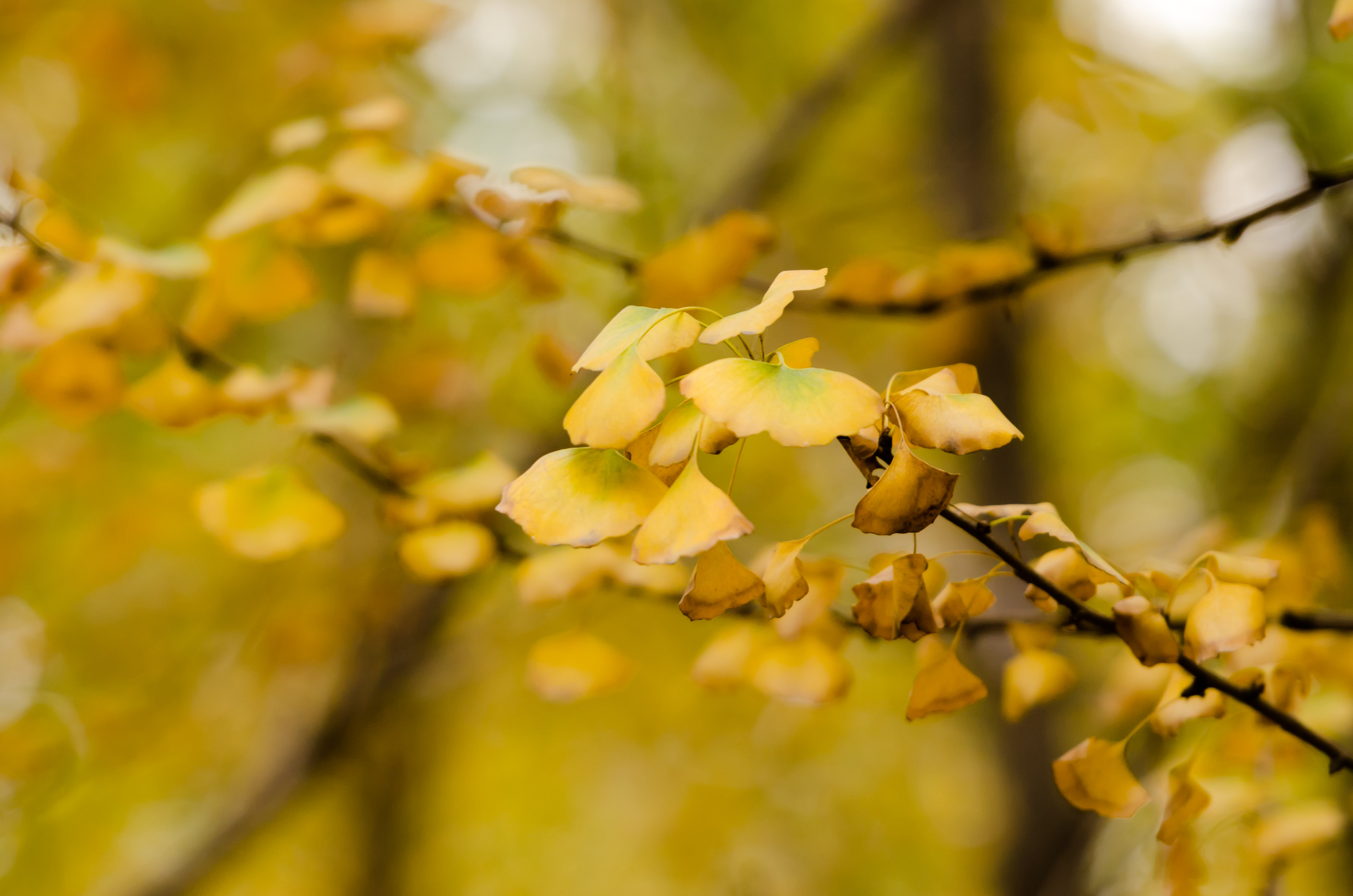 DSC_9884-1.jpg