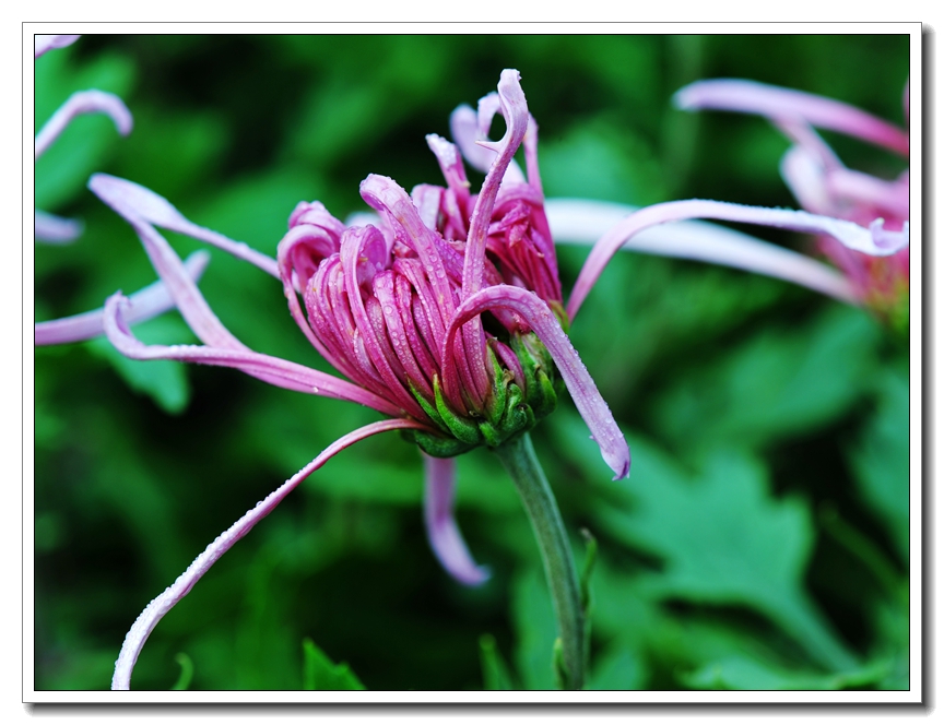 菊花35.jpg
