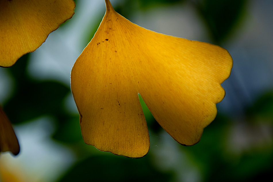 银杏叶黄了 (3).jpg