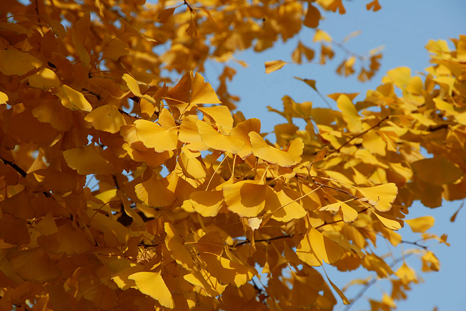 银杏叶黄了 (6).jpg