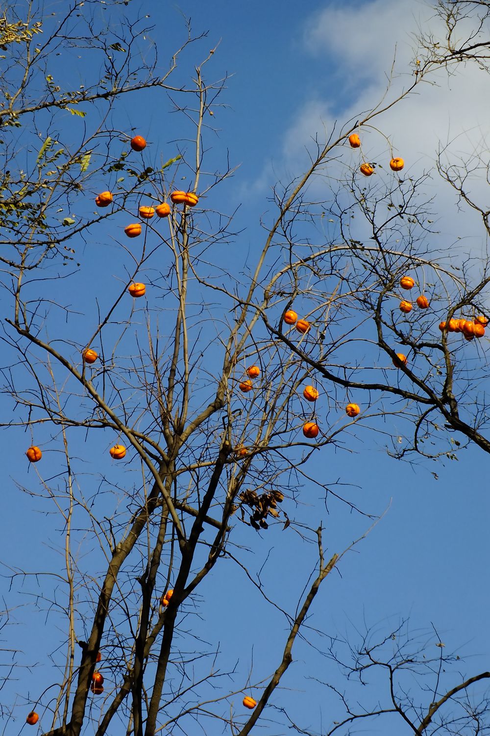 DSCF0944_副本 - 副本.jpg