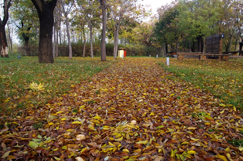 IMGP4526 (复制).jpg