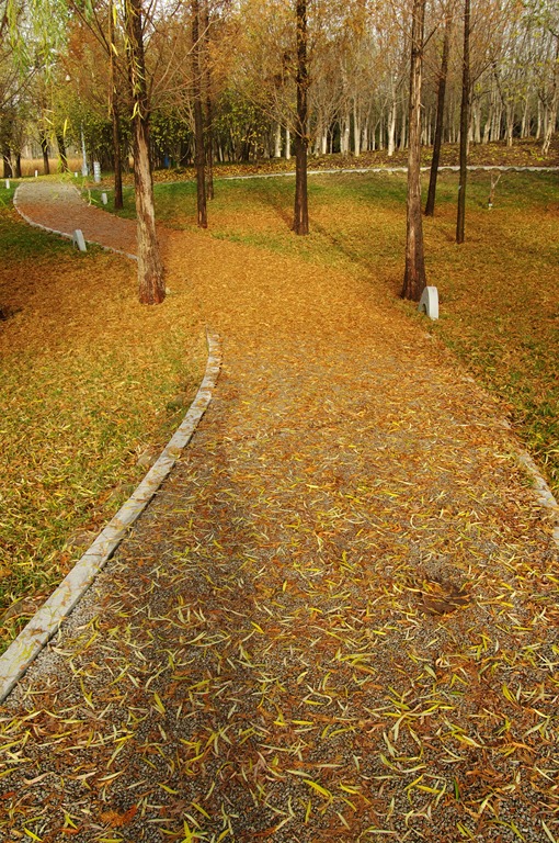 IMGP4557 (复制).jpg