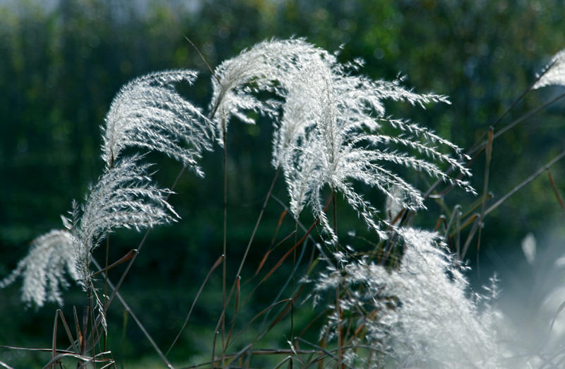_MG_6586.jpg