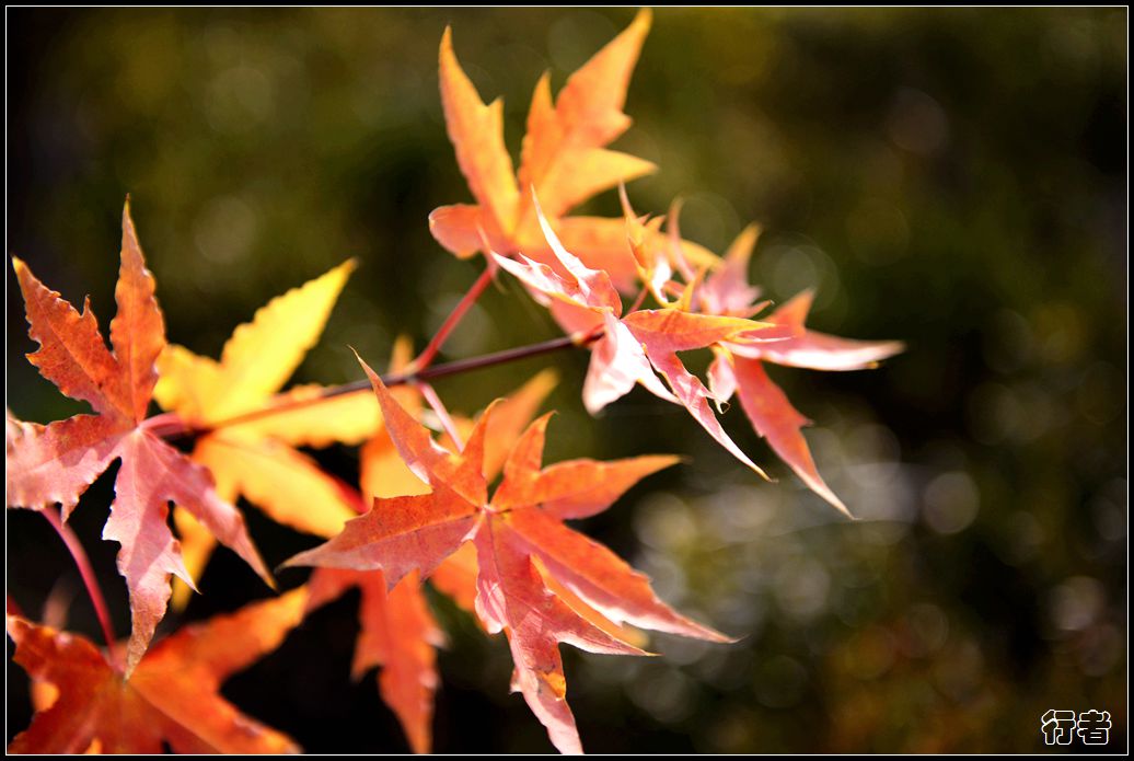 秋叶14.jpg