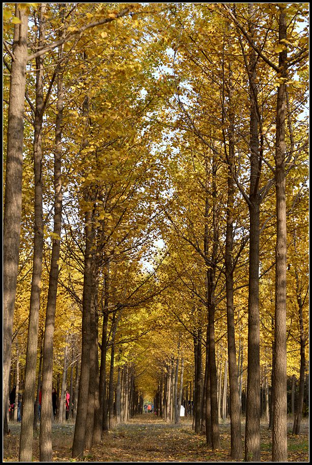 银杏林18.jpg