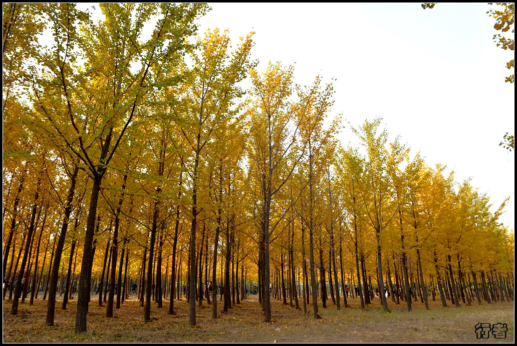 银杏林21.jpg