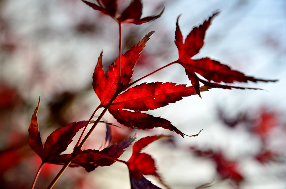 DSC_3145上_副本.jpg