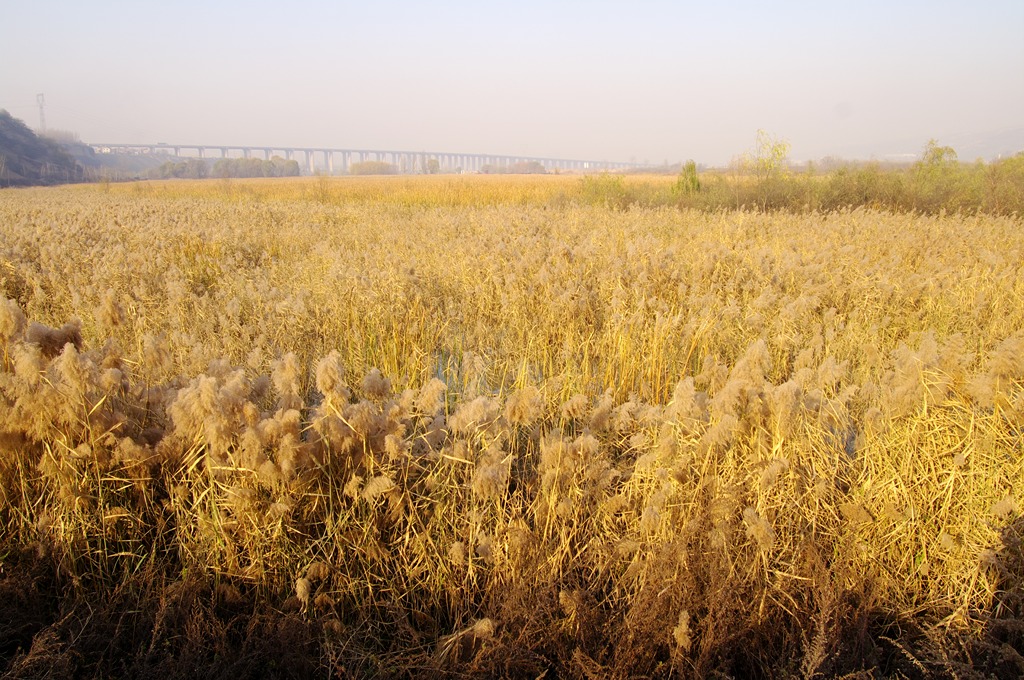 IMGP5949 (复制).jpg