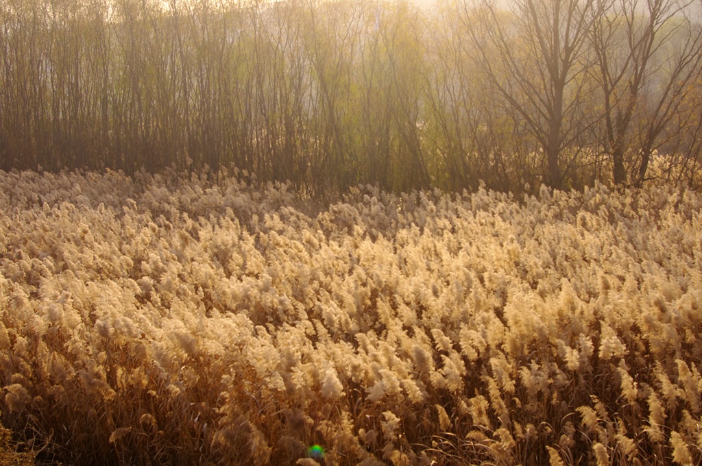 IMGP5957 (复制).jpg