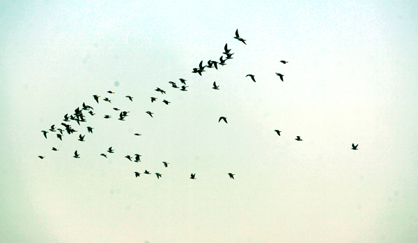 黄河湿地 (4).jpg