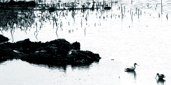 黄河湿地 (7).jpg