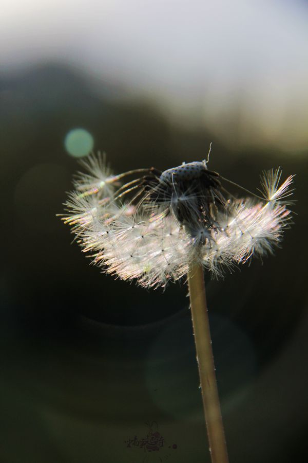 照片 蒲3_副本.jpg