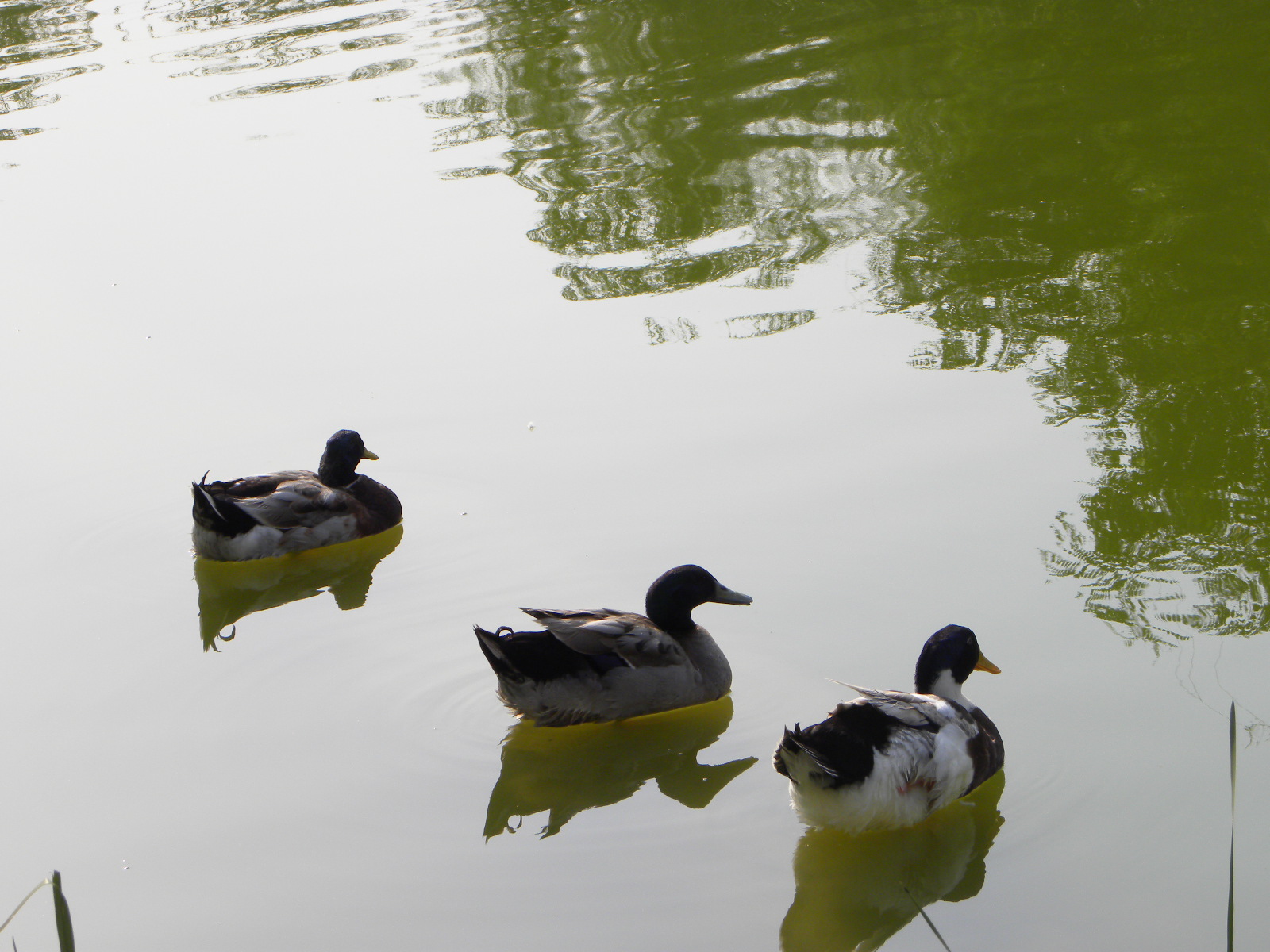 DSCN0858.JPG
