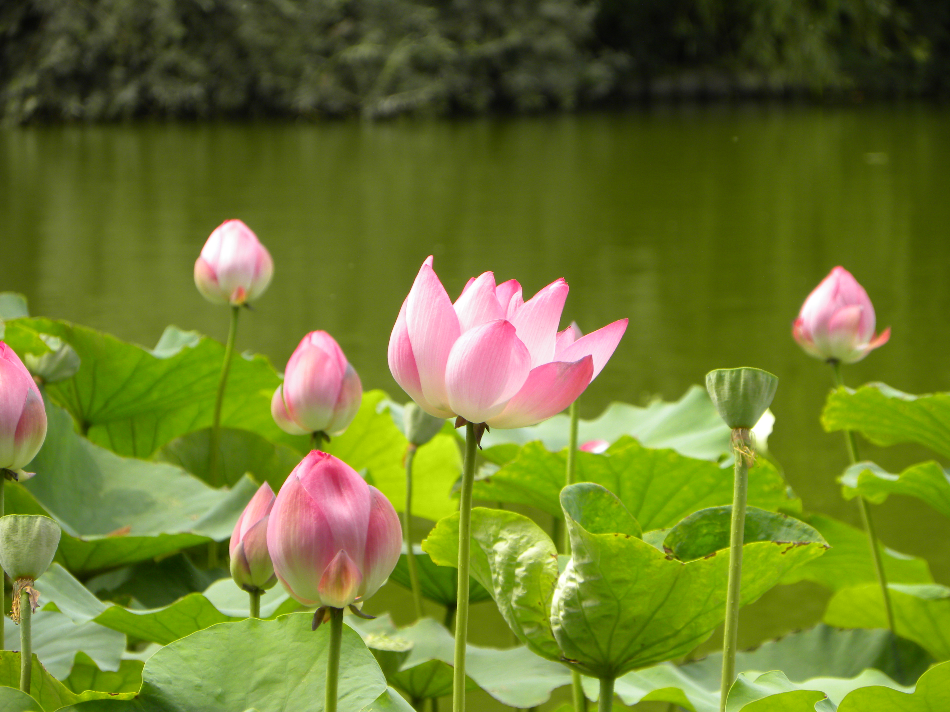 DSCN8989.JPG