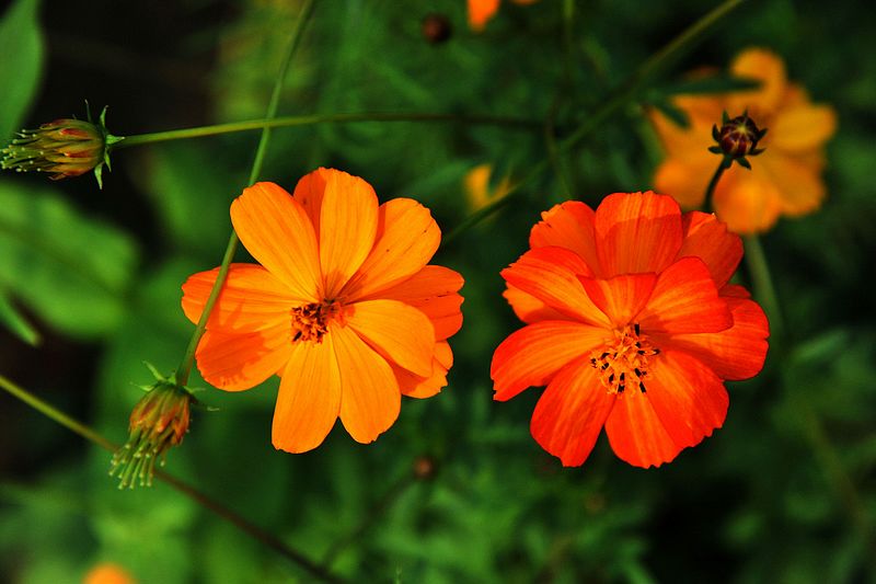 0SC_8391.jpg