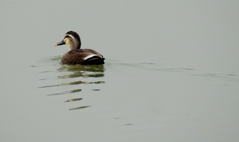 IMG_4187.JPG