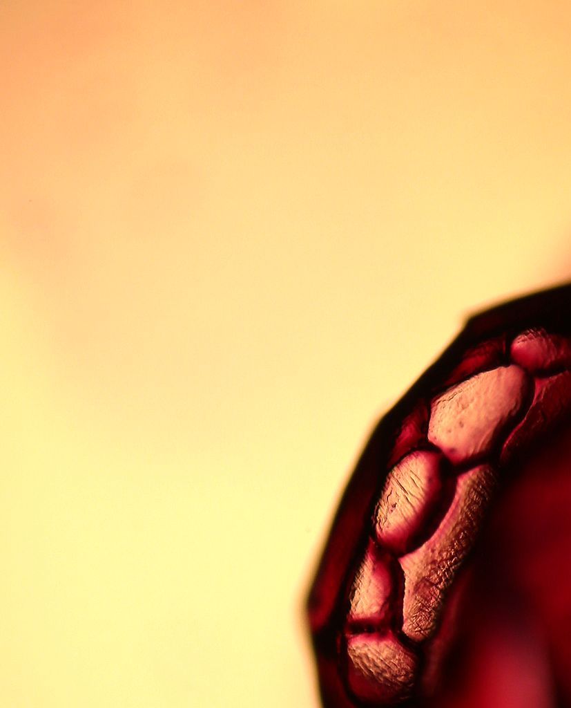 30126236_1388373512798_mthumb.jpg