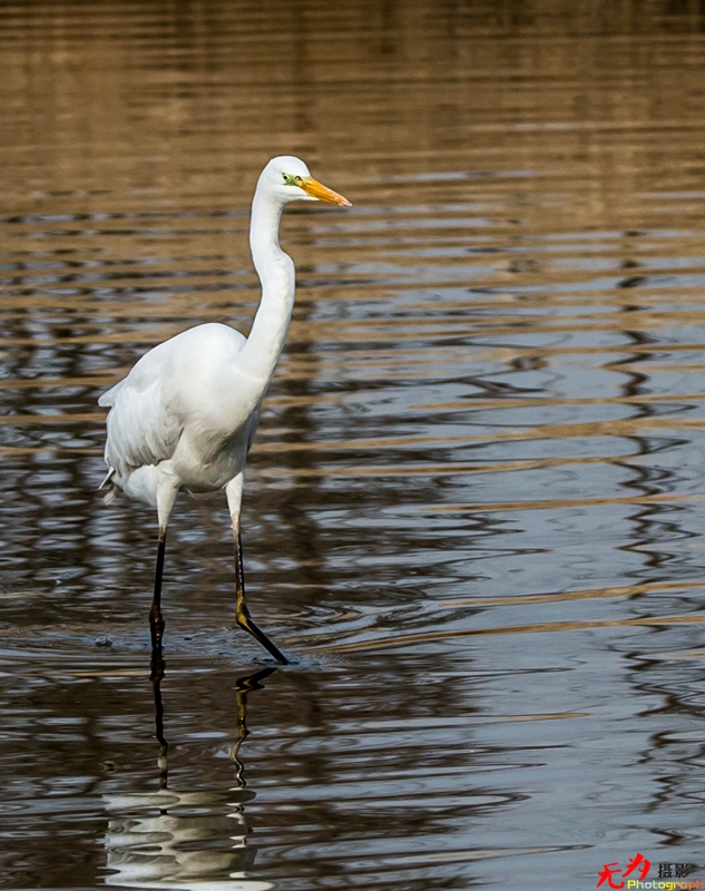 浐灞飞鸟 (01).jpg