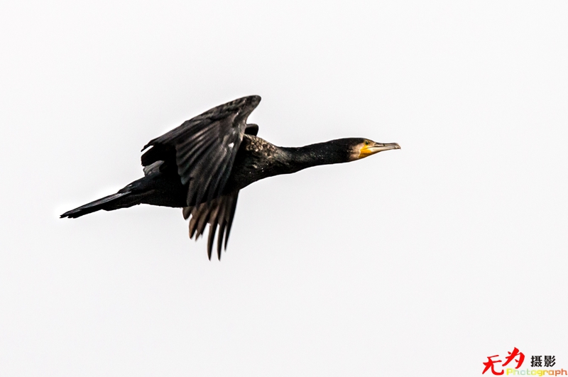 浐灞飞鸟 (21).jpg