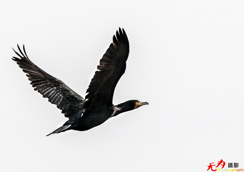 浐灞飞鸟 (25).jpg