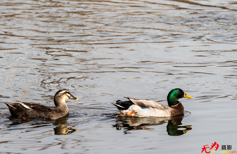 浐灞飞鸟 (36).jpg