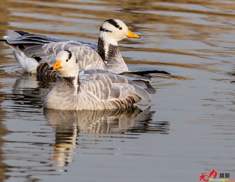 浐灞飞鸟 (38).jpg
