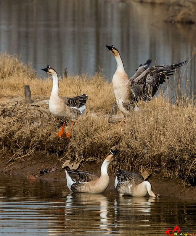 浐灞飞鸟 (39).jpg