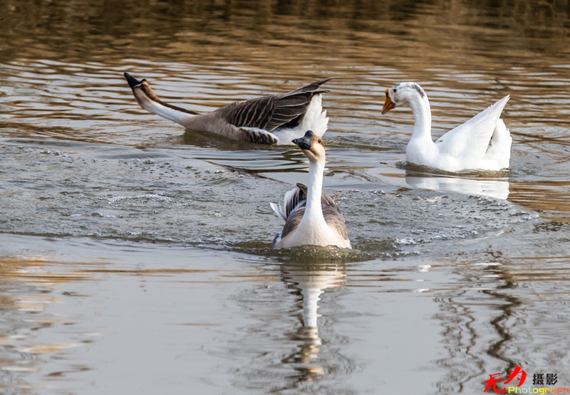 浐灞飞鸟 (40).jpg