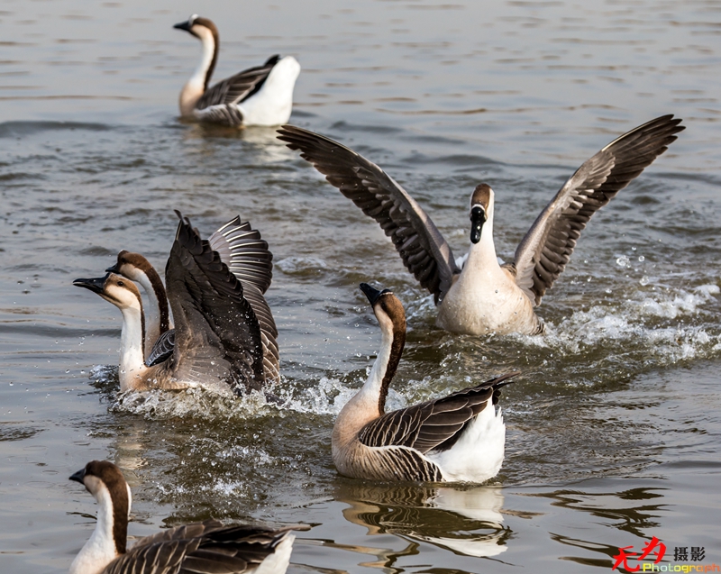 浐灞飞鸟 (44).jpg