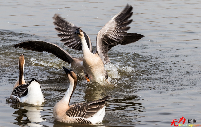 浐灞飞鸟 (42).jpg