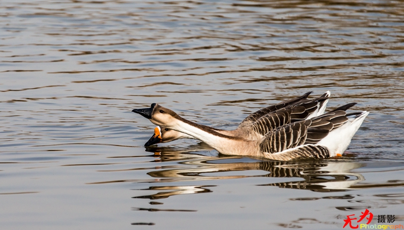 浐灞飞鸟 (46).jpg